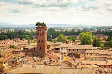 Tree on tower (Torre Guinigi) in the city Lucca, Tuscany, Italy - obrazy, fototapety, plakaty