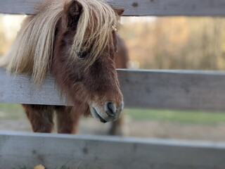 curious pony