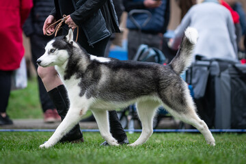 Naklejka na ściany i meble siberian husky dog running photo dog show, exhibition