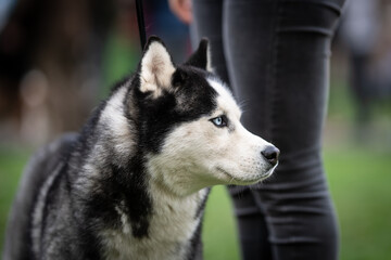 Siberian husky with blue eyes portrait detail of head