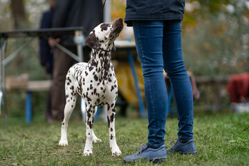 Dalmatian dog puppy, National Dog Show