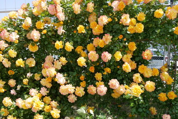 黄色と白とピンクの薔薇