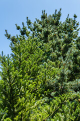 Abies koreana fir with green and silver needles against background of Japanese Glauka pine and blue summer sky. Evergreen landscaped garden. Nature concept for design.