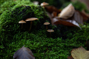 Beautiful Forest