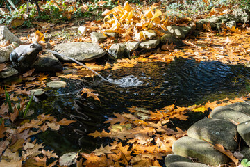 Beautiful small garden pond with stone banks and Frog Fountain. Water surface of pond is strewn with oak leaves. Selective focus. Yellow autumn in landscaped garden. Nature concept for design