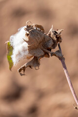 Harvesting. Close-up of ripe cotton bolls on branch and fluffy white cotton. Israel