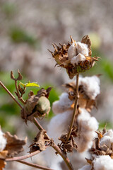 Harvesting. Close-up of ripe cotton bolls on branch and fluffy white cotton. Israel