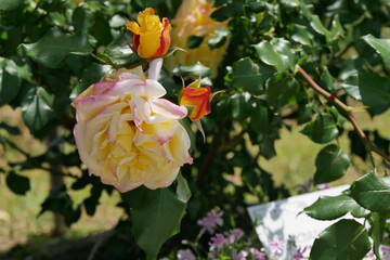 黄色とピンクの薔薇と葉