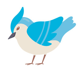 blue bird animal