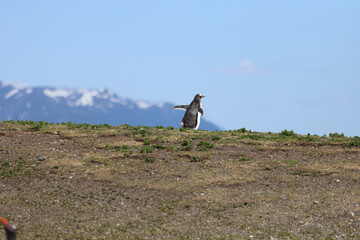 Obraz premium Penguins settle on an island to lay their eggs