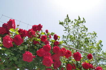 真っ赤な薔薇と葉と青空