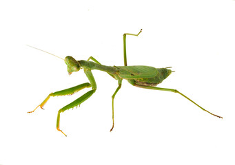 A Close-up Focus Stacked Image of a Pregnant Female Carolina Praying Mantis Isolated on White