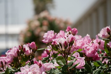 上を向くピンクの薔薇