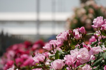 ななめ上を向くピンクの薔薇