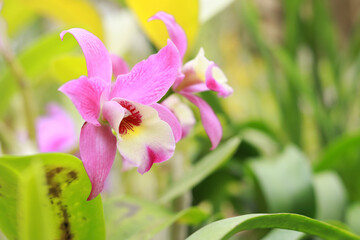 Pink orchid close up, selective focus. Beautiful tropical flower. Natural background with flower