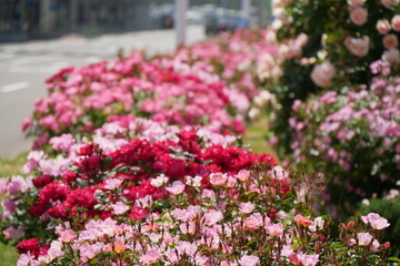 道路沿いに咲くピンクの薔薇