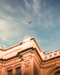 pigeon flying over a historic building