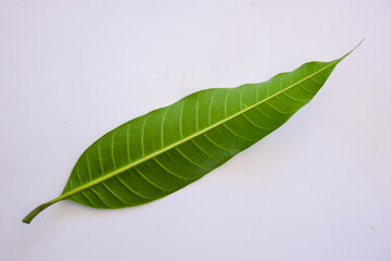 Mango leaves isolated on a white background