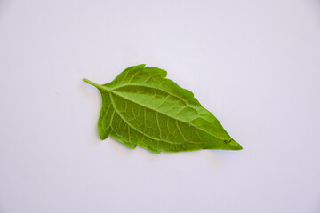 Fototapeta na wymiar Green tiger leaf is used as a hemostatic herb isolated on white background.