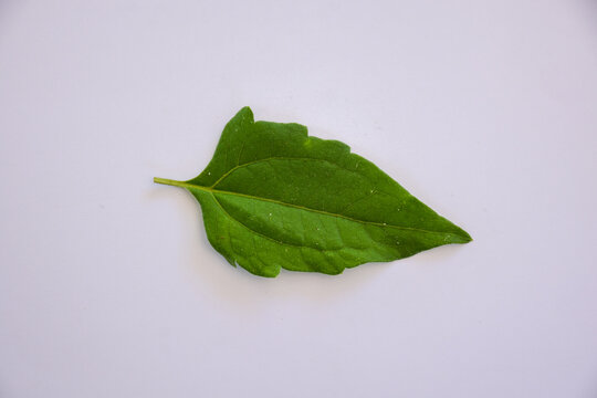 Green Tiger Leaf Is Used As A Hemostatic Herb Isolated On White Background.