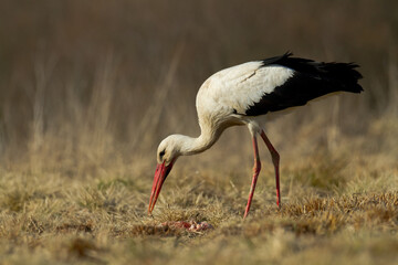 Bird White Stork Ciconia ciconia hunting time summer in Poland Europe