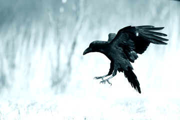 beautiful raven Corvus corax sitting on the branch North Poland Europe, old vintage filters