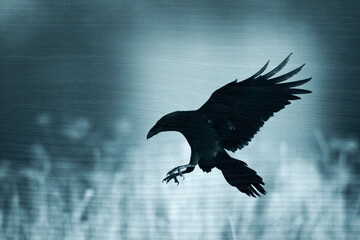 beautiful raven Corvus corax sitting on the branch North Poland Europe, old vintage filters