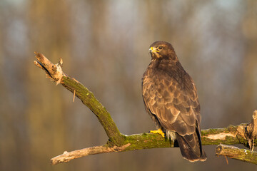 landing Common buzzard Buteo buteo in the fields in winter snow, buzzards in natural habitat, hawk bird on the ground, predatory bird close up winter bird