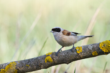 Bird Remiz pendulinus Penduline Tit perched on tree Poland Europe