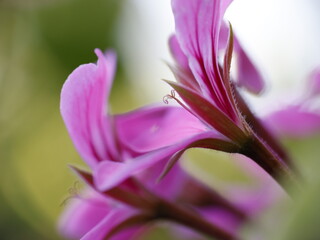 Blume