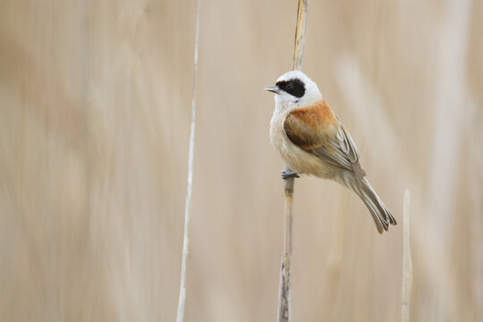 Bird Remiz pendulinus Penduline Tit perched on tree Poland Europe