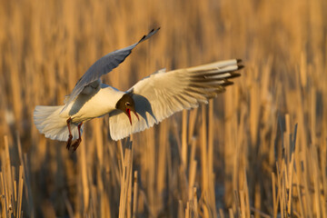 Bird black-headed gull Chroicocephalus ridibundus in flight spring time Poland, Europe