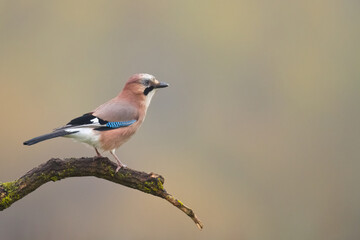 Bird Eurasian Jay Garrulus glandarius sitting on the branch Poland, Europe