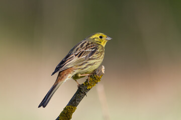 yellowhammer Emberiza citrinella on the branch amazing warm light sunset sundown