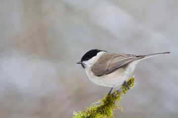 Bird - Marsh tit Poecile palustris perched on branch, winter time Poland Europe