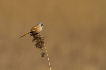 Bird Bearded Reedling Panurus biarmicus Poland Europe, a bird living in reeds on the edges of rivers, ponds, lakes