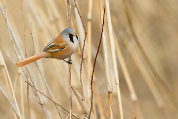 Bird Bearded Reedling Panurus biarmicus Poland Europe, a bird living in reeds on the edges of rivers, ponds, lakes
