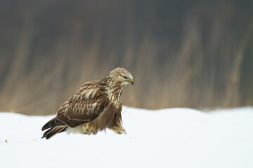 landing Rough-legged Buzzard Buteo lagopus in the fields in winter snow, buzzards in natural habitat, hawk bird on the ground, predatory bird close up winter bird