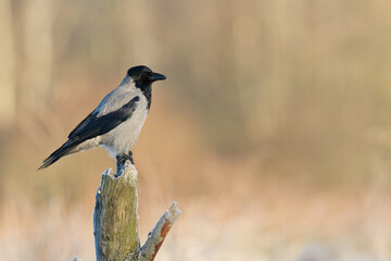 Bird - Hooded crow Corvus cornix in amazing warm background Poland Europe