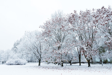Landscape winter attack in city park, fresh snow on the trees with colourful leafs, Beautiful winter scenery