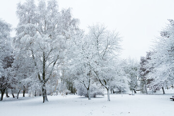 Landscape winter attack in city park, fresh snow on the trees with colourful leafs, Beautiful winter scenery