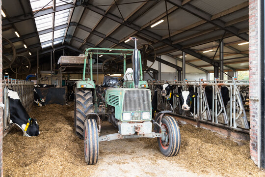 Dutch cowshed with cows, hay and an old green tractor.