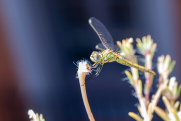 The vagrant darter (Sympetrum vulgatum) dragonfly