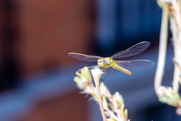 The vagrant darter (Sympetrum vulgatum) dragonfly