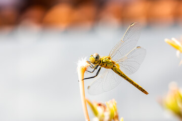 The vagrant darter (Sympetrum vulgatum) dragonfly