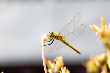The vagrant darter (Sympetrum vulgatum) dragonfly