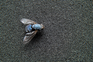 Dead fly lying upside down, macro shot. Insect on a dark background