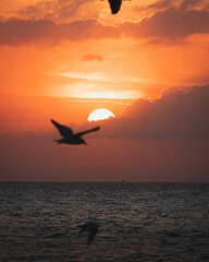 Fototapeta na wymiar silhouette of three birds with a sunset