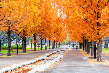 東京　秋の舎人公園