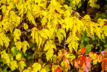 Fototapeta na wymiar Autumn background-yellow leaves in the city Park 